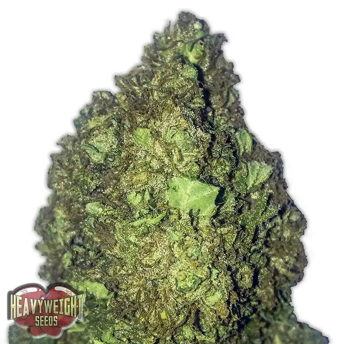 Short & Sweet Auto - Heavyweight Seeds
