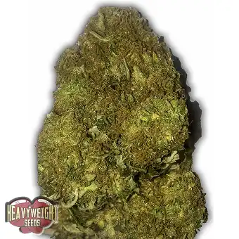 Skunky Monkey Auto - Heavyweight Seeds