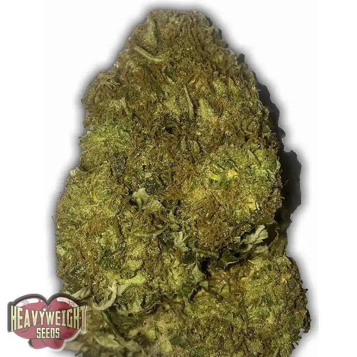 Skunky Monkey Auto - Heavyweight Seeds