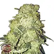 Gold Mine - Heavyweight Seeds