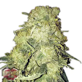Gold Mine - Heavyweight Seeds
