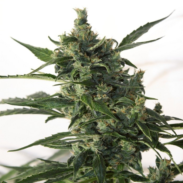CBD Rene