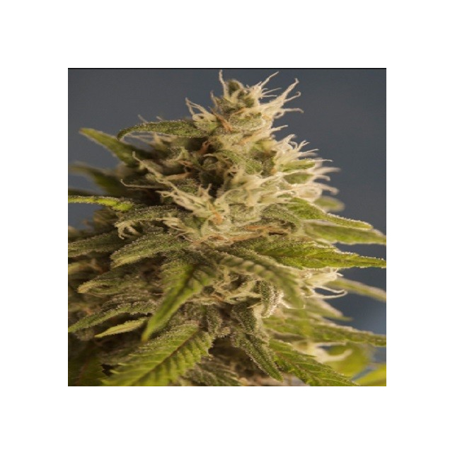 GG 1