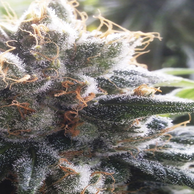 Barbara Bud Regular