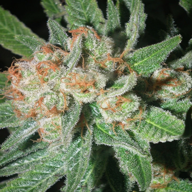 Sangria