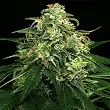 Mango Cream Regular - Exotic Seeds Mango Cream Regular - Exotic Seeds