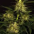 Spicy Bitch Regular - Exotic Seeds Spicy Bitch Regular - Exotic Seeds