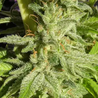 Orient Express Regular - Ace Seeds