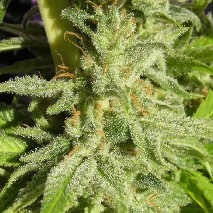 Orient Express Regular - Ace Seeds