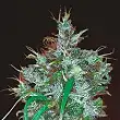 Panamá Haze - Ace Seeds Panamá Haze - Ace Seeds