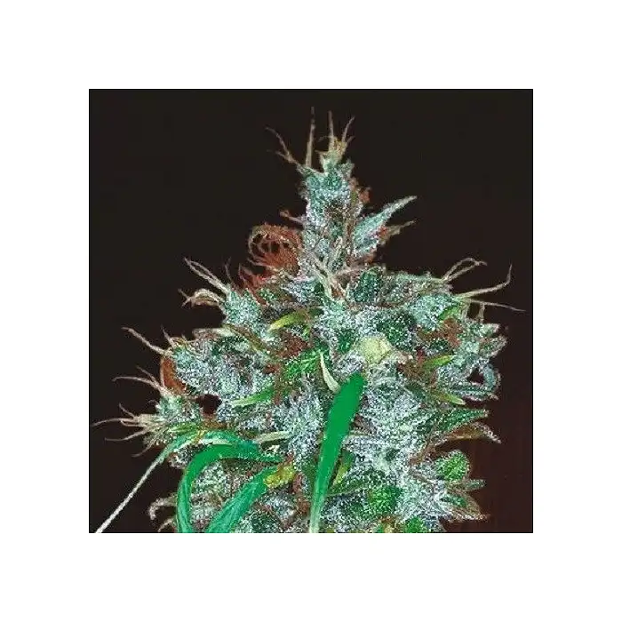 Panamá Haze - Ace Seeds