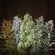 Ace Mix Regular - Ace Seeds Ace Mix Regular - Ace Seeds