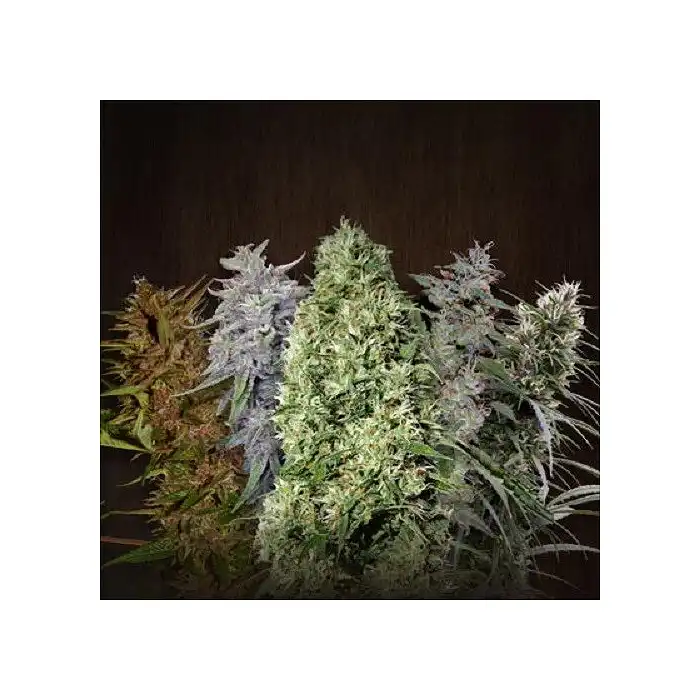 Ace Mix Regular - Ace Seeds