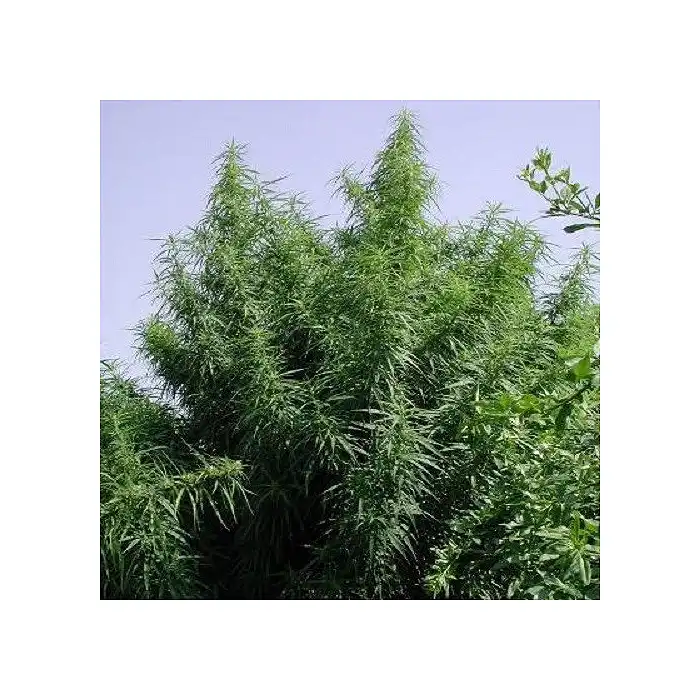 Tropical Mix Regular - Ace Seeds