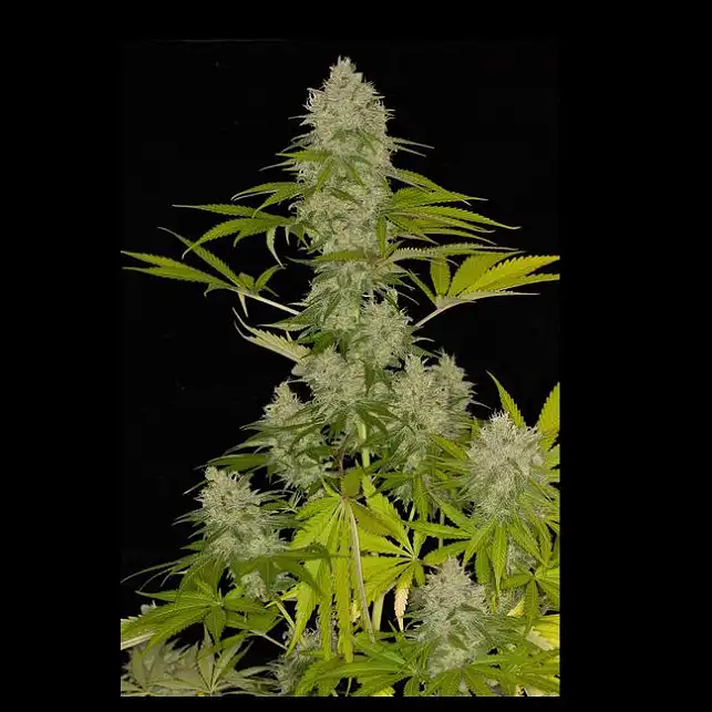 Power Kush 1 - Dinafem Seeds Power Kush 1 - Dinafem Seeds