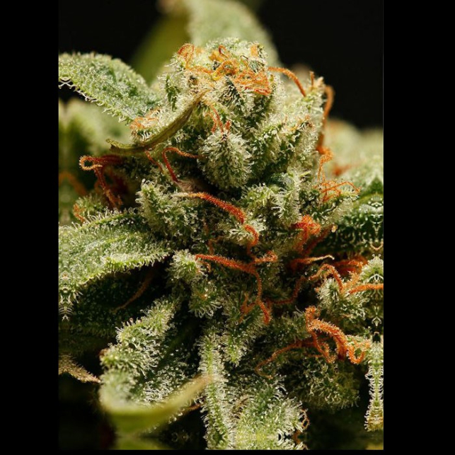Sweet Deep Grapefruit - Dinafem Seeds