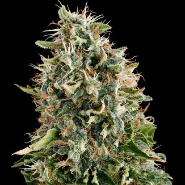 White Siberian - Dinafem Seeds