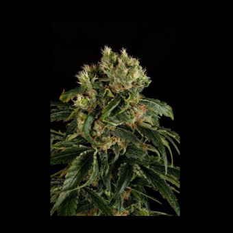 Santa Sativa