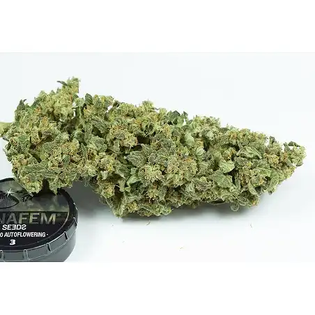 Haze 2.0 auto - Dinafem Seeds