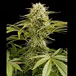 Kush-N-Cheese Auto 2 - Dinafem Seeds Kush-N-Cheese Auto 2 - Dinafem Seeds