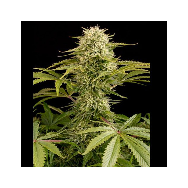 Kush-N-Cheese Auto, is easy to grow...