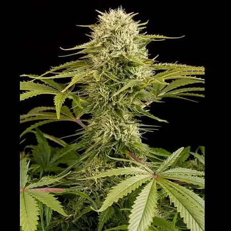 Kush-N-Cheese Auto 2 - Dinafem Seeds