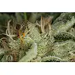 Kush-N-Cheese Auto 1 - Dinafem Seeds Kush-N-Cheese Auto 1 - Dinafem Seeds