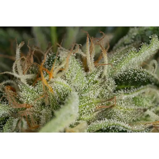 Kush-N-Cheese Auto 1 - Dinafem Seeds