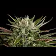 Blue Cheese Auto 1 - Dinafem Seeds Blue Cheese Auto 1 - Dinafem Seeds