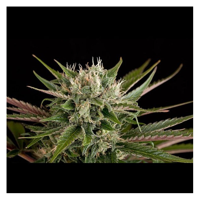 Blue Cheese Auto Dinafem Seeds Semillas de marihuana autoflorecientes