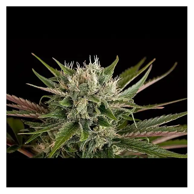 Blue Cheese Auto 1 - Dinafem Seeds