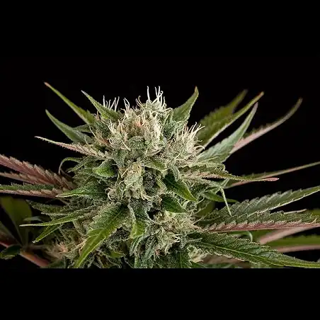 Blue Cheese Auto 1 - Dinafem Seeds