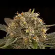 Blue Kush 3 - Dinafem Seeds Blue Kush 3 - Dinafem Seeds