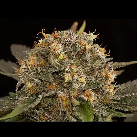 Blue Kush 3 - Dinafem Seeds