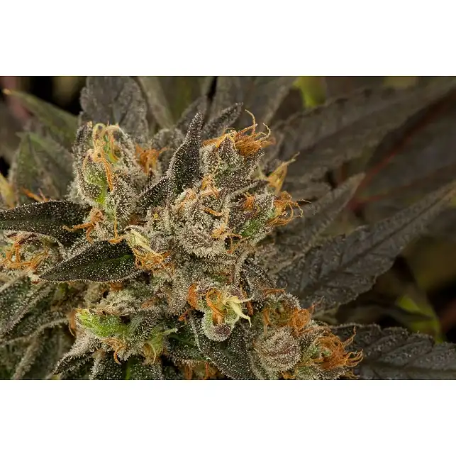 Blue Kush 1 - Dinafem Seeds