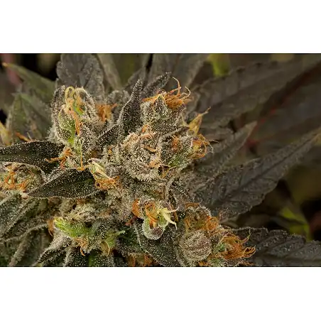 Blue Kush 1 - Dinafem Seeds