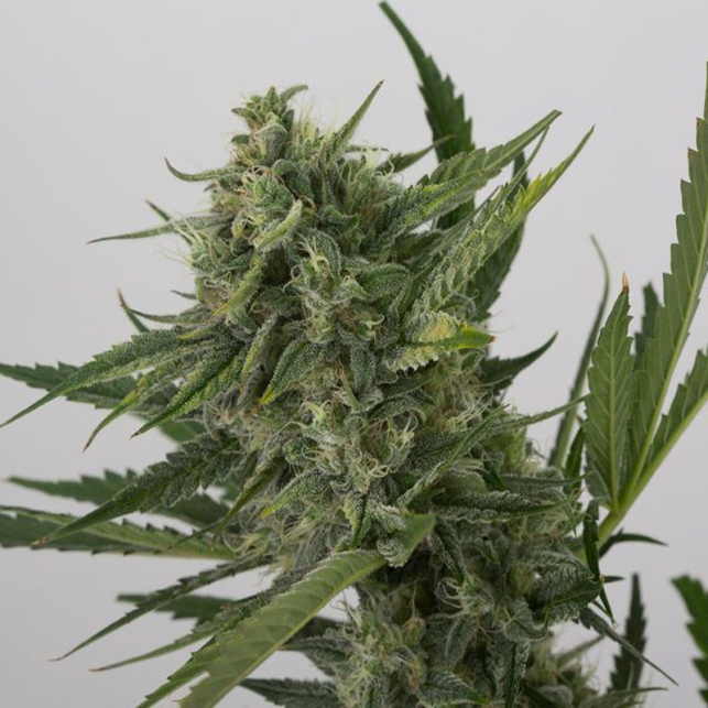 OG Kush Auto 4
