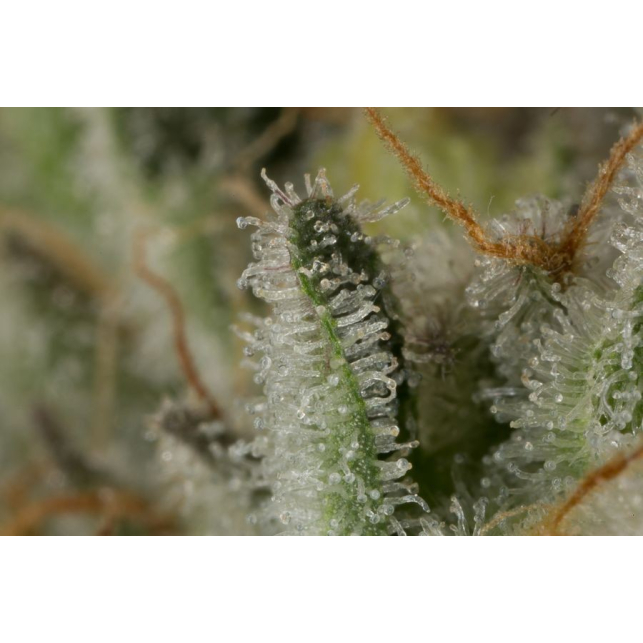OG Kush Auto 4