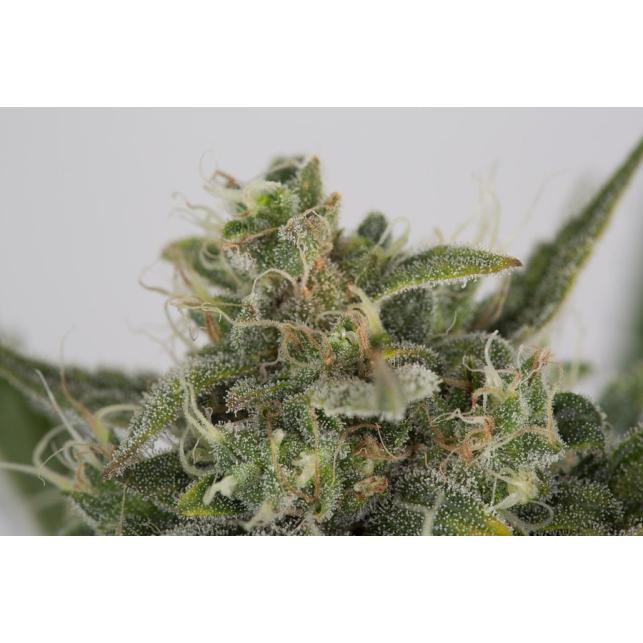 OG Kush Auto 4
