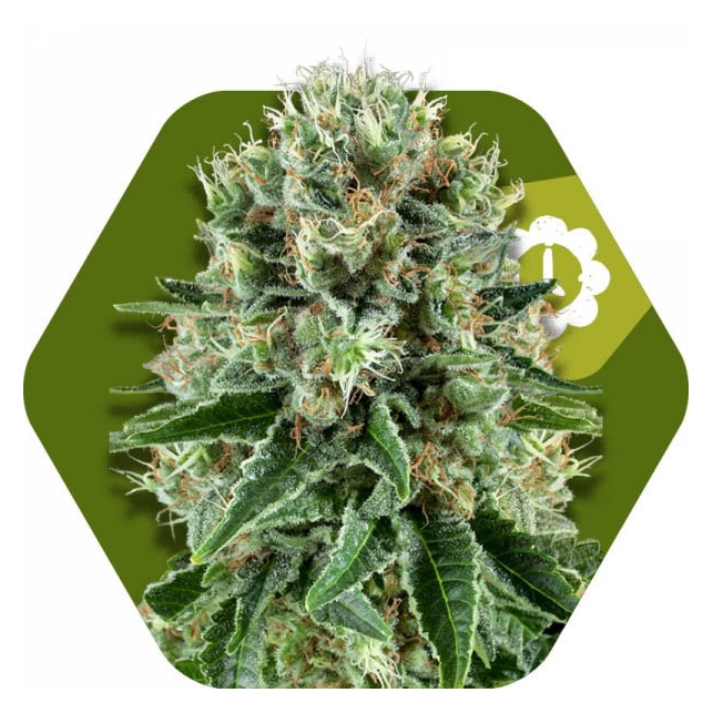 Og Bubble Gum Auto 1