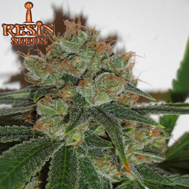 Bubblicious Resin Seeds