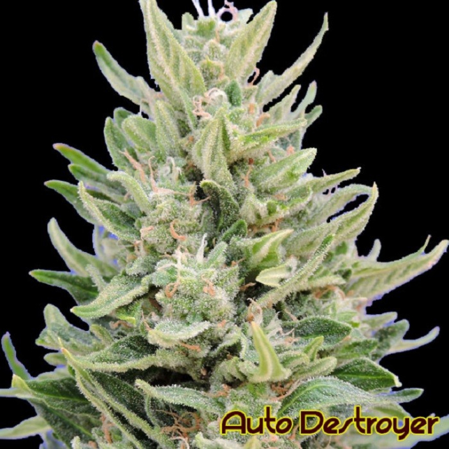 Auto Destroyer