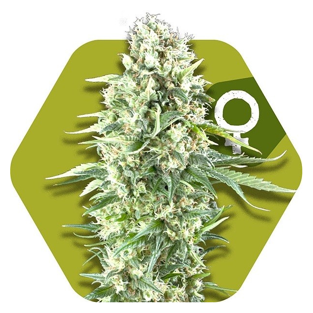 Power Plant XL Auto