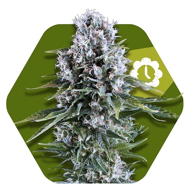 Northern Light XL Auto