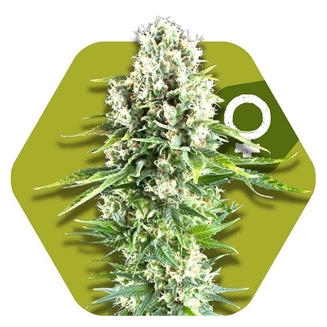 Northern Light XL
