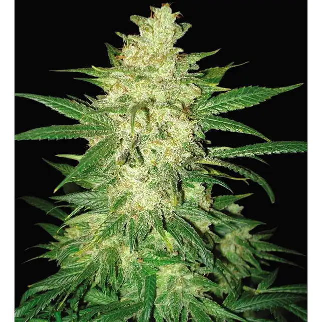 Sweet coffee ryder (Automatique) - World of Seeds