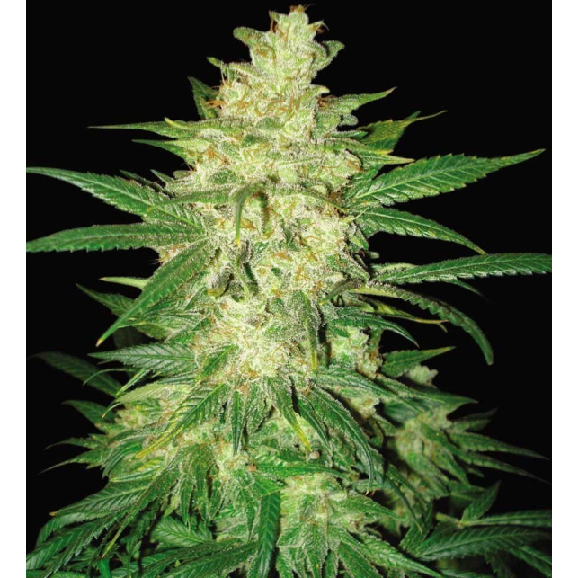 Sweet coffee ryder (Autoflowering Collection) - World of Seeds