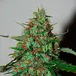 Wild Thailand Ryder Auto 1 - World of Seeds Wild Thailand Ryder Auto 1 - World of Seeds