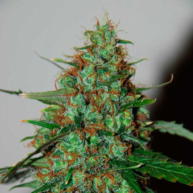 Wild Thailand Ryder Auto 1 - World of Seeds