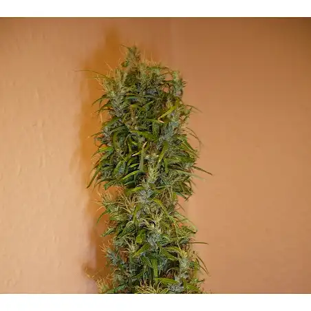 Wild Thailand 1 - World of Seeds